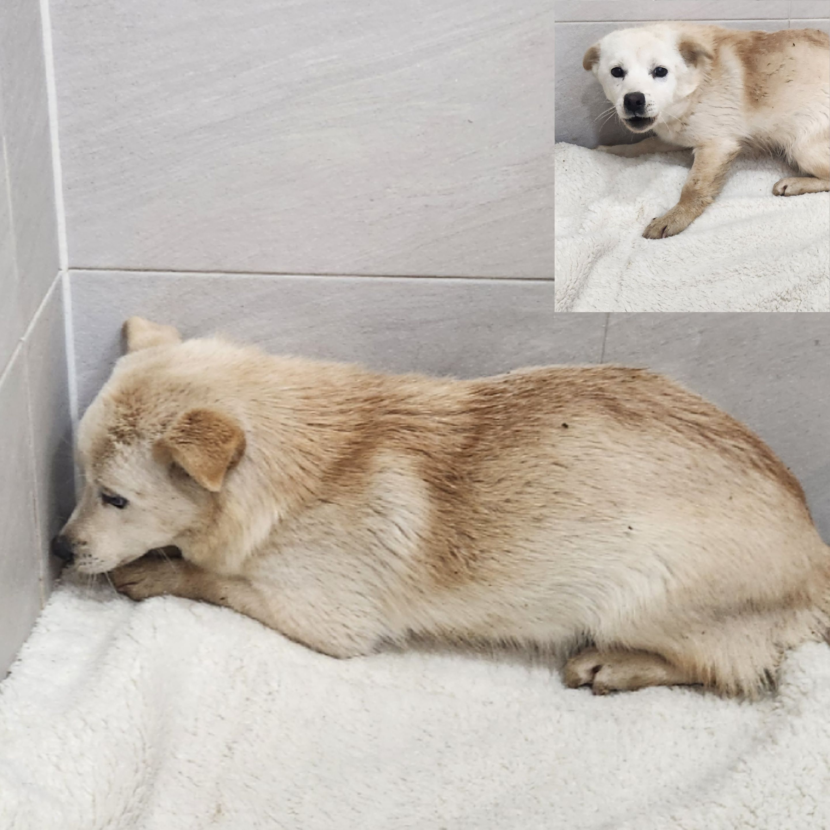 믹스견 이미지 파일 입니다.
